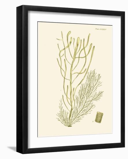 Dramatic Seaweed III-Vision Studio-Framed Art Print