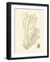 Dramatic Seaweed III-Vision Studio-Framed Art Print