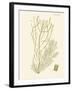 Dramatic Seaweed III-Vision Studio-Framed Art Print