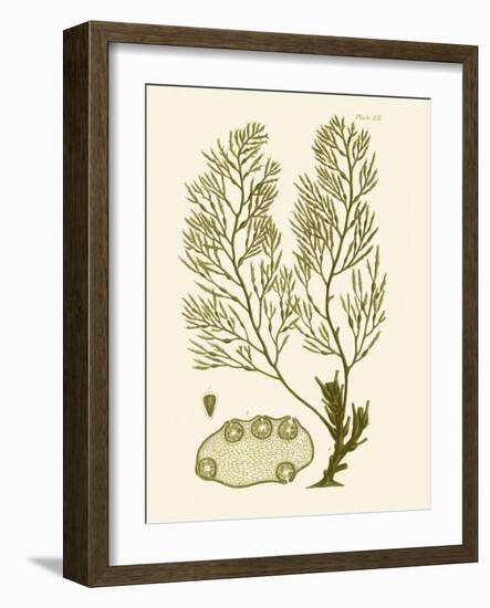 Dramatic Seaweed IV-Vision Studio-Framed Art Print