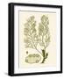 Dramatic Seaweed IV-Vision Studio-Framed Art Print