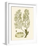 Dramatic Seaweed IV-Vision Studio-Framed Art Print