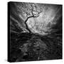 Dramatic Sky over Old Lonely Tree-NejroN Photo-Stretched Canvas