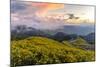 Dramatic sunset and fields of yellow Mexican sunflowers in bloom across hillsides-Kimberley Anderson-Mounted Photographic Print