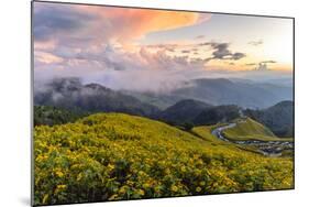 Dramatic sunset and fields of yellow Mexican sunflowers in bloom across hillsides-Kimberley Anderson-Mounted Photographic Print