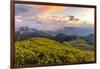 Dramatic sunset and fields of yellow Mexican sunflowers in bloom across hillsides-Kimberley Anderson-Framed Photographic Print