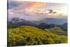 Dramatic sunset and fields of yellow Mexican sunflowers in bloom across hillsides-Kimberley Anderson-Stretched Canvas