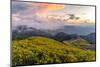 Dramatic sunset and fields of yellow Mexican sunflowers in bloom across hillsides-Kimberley Anderson-Mounted Photographic Print