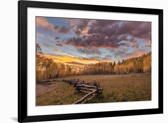 Dramatic Sunset Light on Aspen Grove at Owl Creek Pass in the Uncompahgre National Forest, Colorado-Chuck Haney-Framed Photographic Print