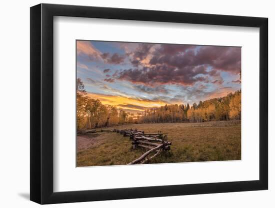 Dramatic Sunset Light on Aspen Grove at Owl Creek Pass in the Uncompahgre National Forest, Colorado-Chuck Haney-Framed Photographic Print