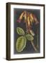 Dramatic Tropicals III-Vision Studio-Framed Art Print