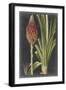 Dramatic Tropicals IV-Vision Studio-Framed Art Print