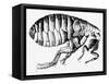 Drawing of a Flea-Science Photo Library-Framed Stretched Canvas