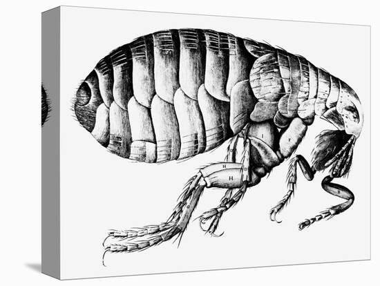 Drawing of a Flea-Science Photo Library-Stretched Canvas