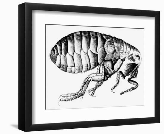 Drawing of a Flea-Science Photo Library-Framed Photographic Print