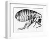 Drawing of a Flea-Science Photo Library-Framed Photographic Print