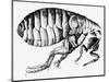 Drawing of a Flea-Science Photo Library-Mounted Photographic Print