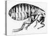 Drawing of a Flea-Science Photo Library-Stretched Canvas