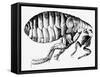 Drawing of a Flea-Science Photo Library-Framed Stretched Canvas