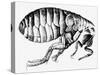 Drawing of a Flea-Science Photo Library-Stretched Canvas