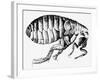 Drawing of a Flea-Science Photo Library-Framed Photographic Print