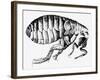 Drawing of a Flea-Science Photo Library-Framed Photographic Print