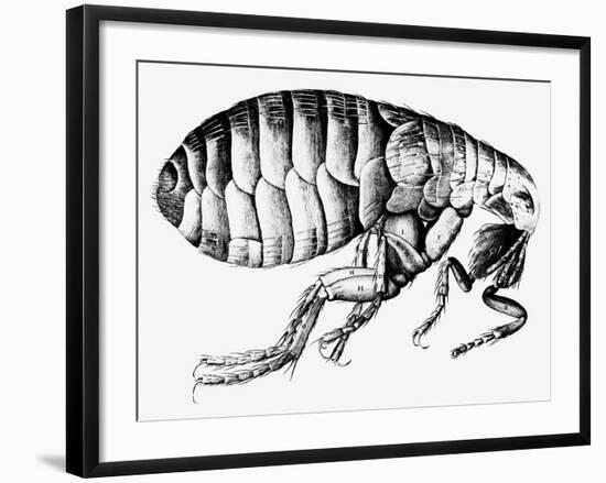 Drawing of a Flea-Science Photo Library-Framed Photographic Print