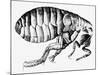 Drawing of a Flea-Science Photo Library-Mounted Photographic Print