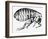 Drawing of a Flea-Science Photo Library-Framed Premium Photographic Print