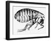 Drawing of a Flea-Science Photo Library-Framed Premium Photographic Print