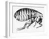 Drawing of a Flea-Science Photo Library-Framed Premium Photographic Print