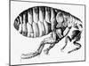 Drawing of a Flea-Science Photo Library-Mounted Premium Photographic Print