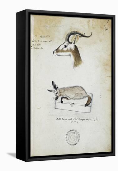 Drawing of an Antelope and a Fox-John Hanning Speke-Framed Stretched Canvas