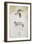 Drawing of an Antelope and a Fox-John Hanning Speke-Framed Giclee Print