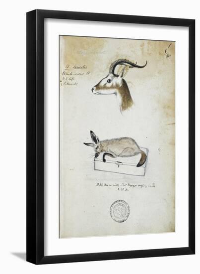 Drawing of an Antelope and a Fox-John Hanning Speke-Framed Giclee Print
