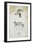 Drawing of an Antelope and a Fox-John Hanning Speke-Framed Giclee Print