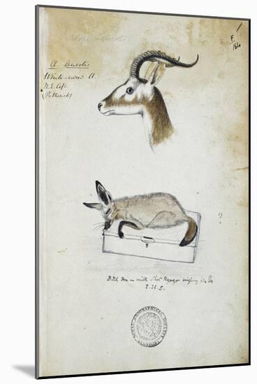 Drawing of an Antelope and a Fox-John Hanning Speke-Mounted Giclee Print