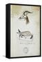 Drawing of an Antelope and a Fox-John Hanning Speke-Framed Stretched Canvas