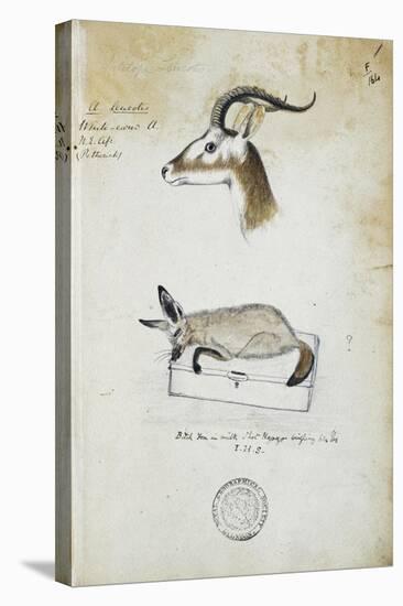 Drawing of an Antelope and a Fox-John Hanning Speke-Stretched Canvas