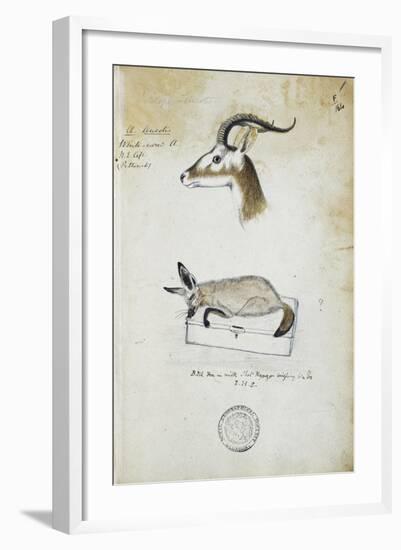 Drawing of an Antelope and a Fox-John Hanning Speke-Framed Giclee Print