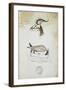 Drawing of an Antelope and a Fox-John Hanning Speke-Framed Giclee Print