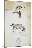 Drawing of an Antelope and a Fox-John Hanning Speke-Mounted Giclee Print