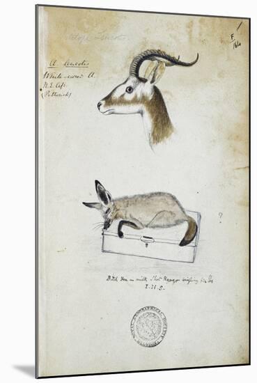Drawing of an Antelope and a Fox-John Hanning Speke-Mounted Giclee Print