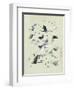 Drawing of butterflies and moths attributed to Settso-null-Framed Giclee Print