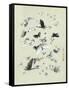 Drawing of butterflies and moths attributed to Settso-null-Framed Stretched Canvas