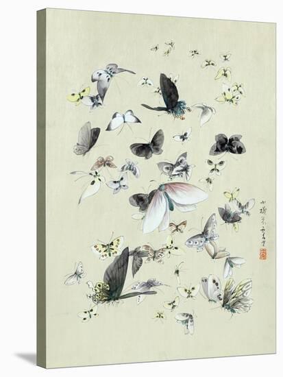 Drawing of butterflies and moths attributed to Settso-null-Stretched Canvas