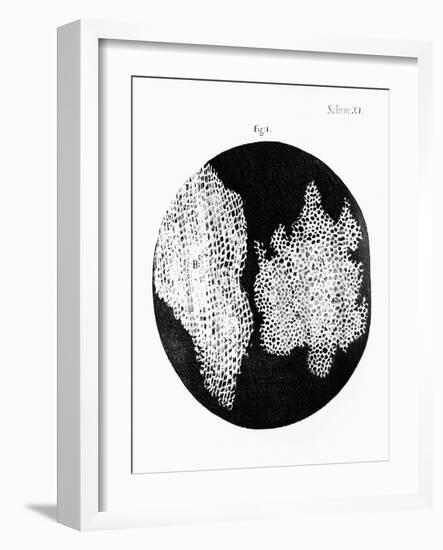 Drawing of Cork Under Microscope by Robert Hooke-Jeremy Burgess-Framed Photographic Print