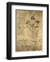 Drawing of Flowers and Diagrams by Leonardo da Vinci-Bettmann-Framed Premium Giclee Print