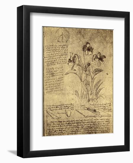 Drawing of Flowers and Diagrams by Leonardo da Vinci-Bettmann-Framed Premium Giclee Print