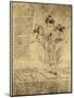 Drawing of Flowers and Diagrams by Leonardo da Vinci-Bettmann-Mounted Premium Giclee Print